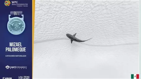 MIZAEL PALOMEQUE