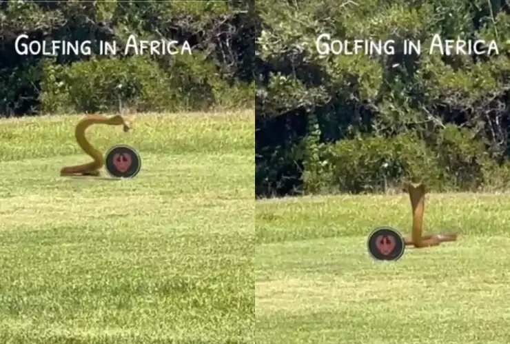 VIDEO: ¡De miedo! Captan serpiente venenosa ingresando a un campo de golf