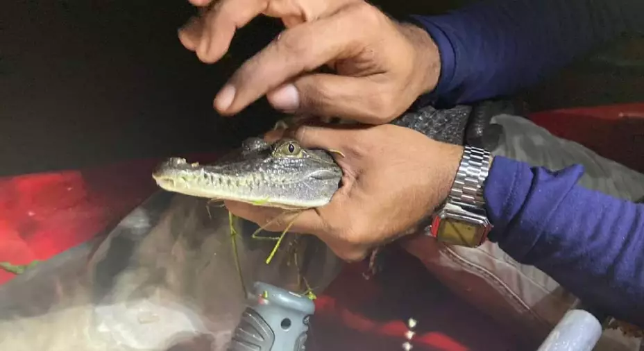 Cocodrilo que vivía en parque ecológico de Mérida fue capturado