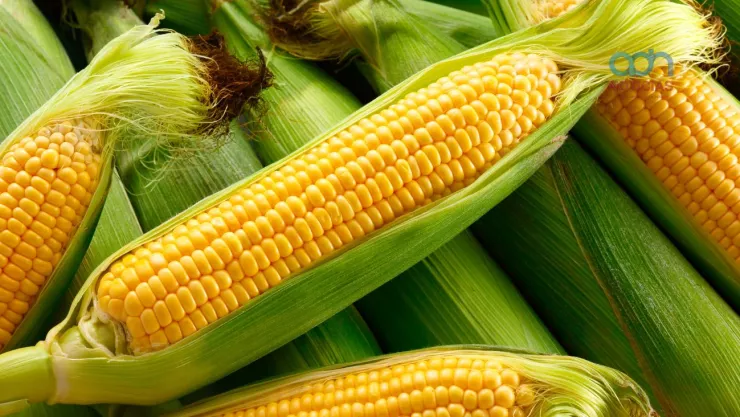 Feria del Maíz CDMX.jpg