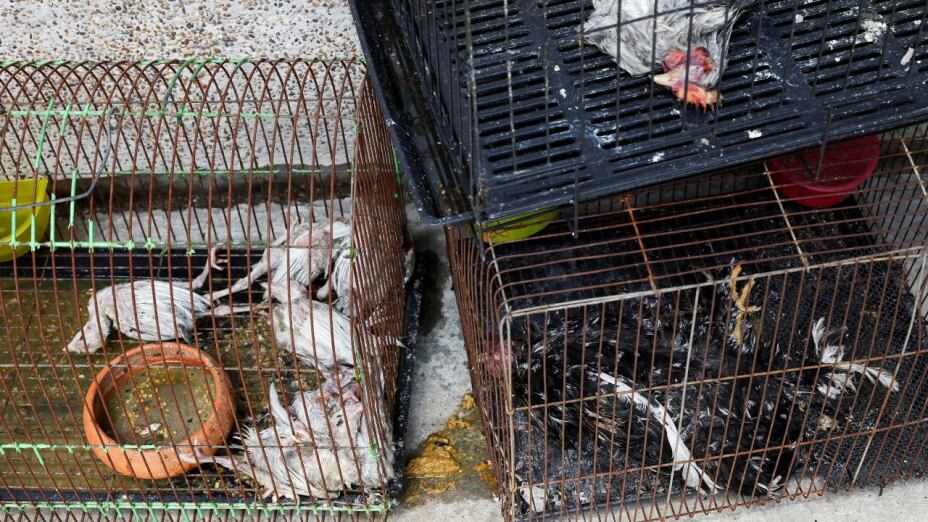 incendio-tailandia-mascotas-animales