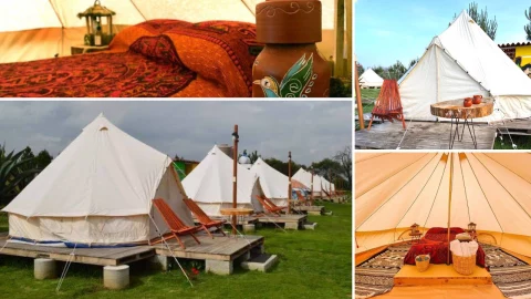 Luciérnagas, pulque y recolección de hongos