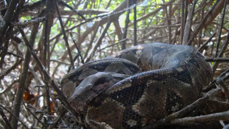 Esta es la serpiente más larga y gruesa de todo México (FOTOS)