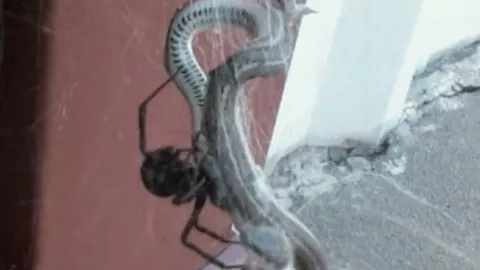 Araña, serpiente, estudio.png