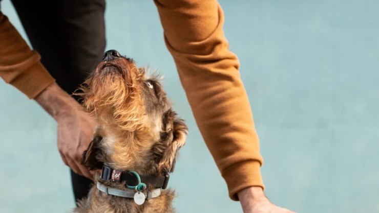 nuevo_coronavirus_perros_humanos.jpg