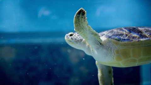 ANIMALES EN EXTINCIÓN