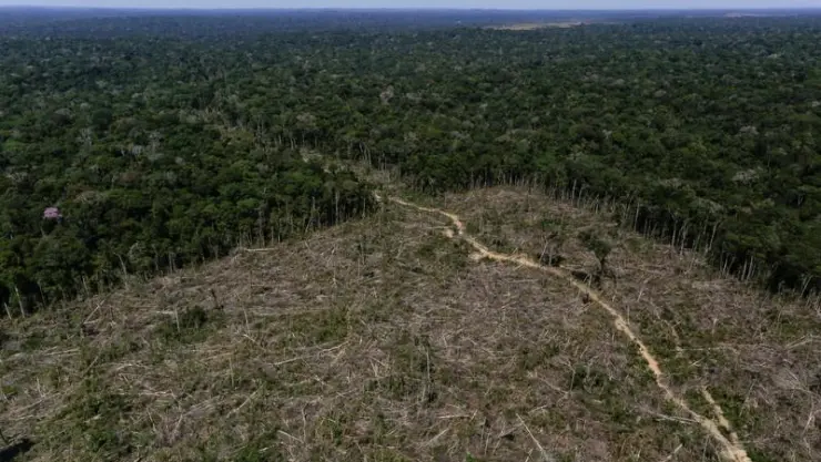 Planten árboles para salvar el planeta, científicos a manifestantes contra cambio climático