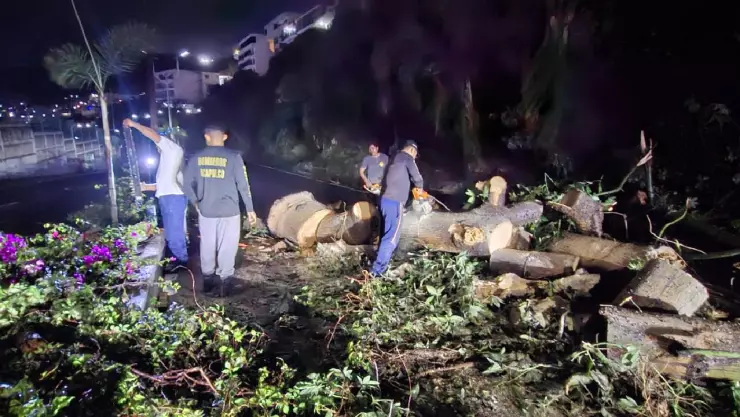 Árbol caído en la Escénica