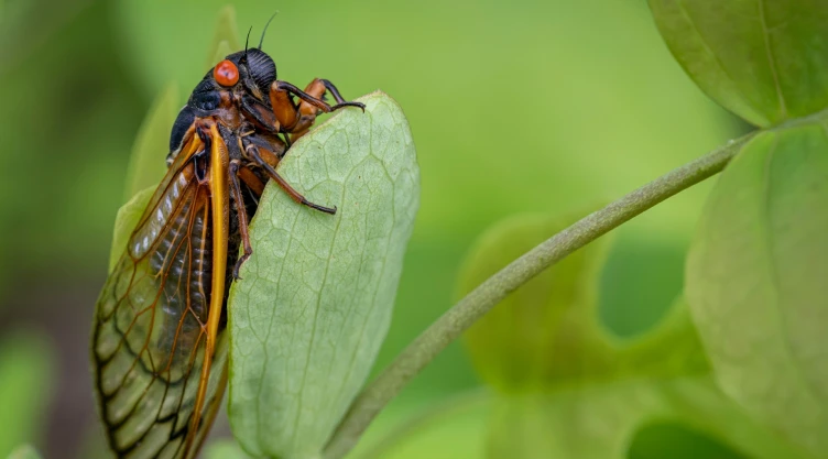 Una cigarra, el insecto que invadió Illinois, posada sobre una hoja