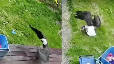 VIDEO: Águila toma a perro del patio de una casa, así se llevó volando al perro