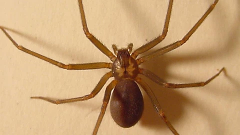 Joven muere tras ser PICADA por araña violinista; ¿qué tan peligrosa es su picadura?