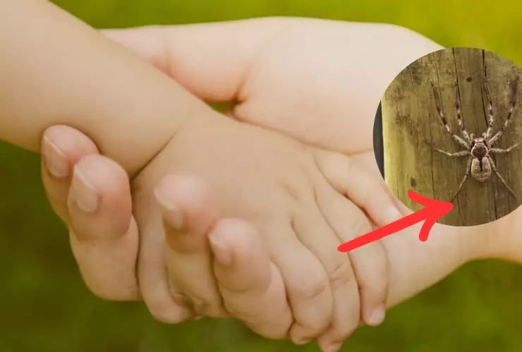 Niña muere por picadura de araña