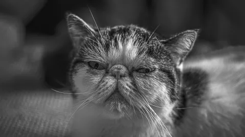 ¿Cuál es el tiempo que permanece enojado un gato? Expertos lo explican