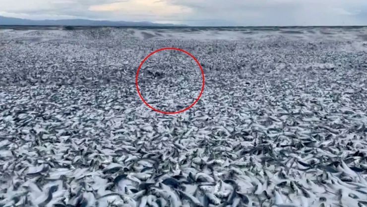 peces muertos en Japón