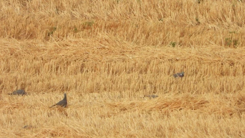 Reto visual: ¿cuántas palomas ves?