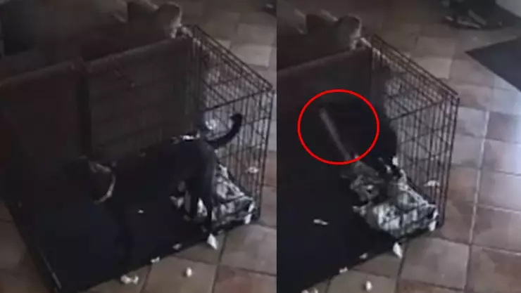 fantasma quita collar a perrito.