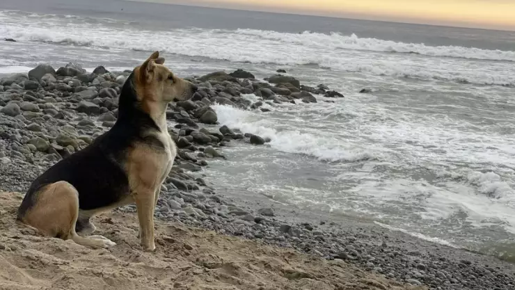 VIRAL: Perro lleva esperando años en la playa a su dueño muerto