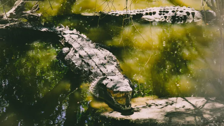 Cocodrilo ataca y mata a una mujer mientras recolectaba espinacas en un río