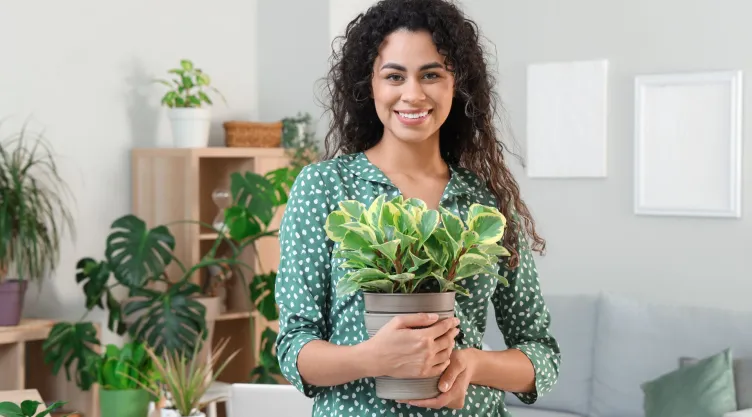 plantas
