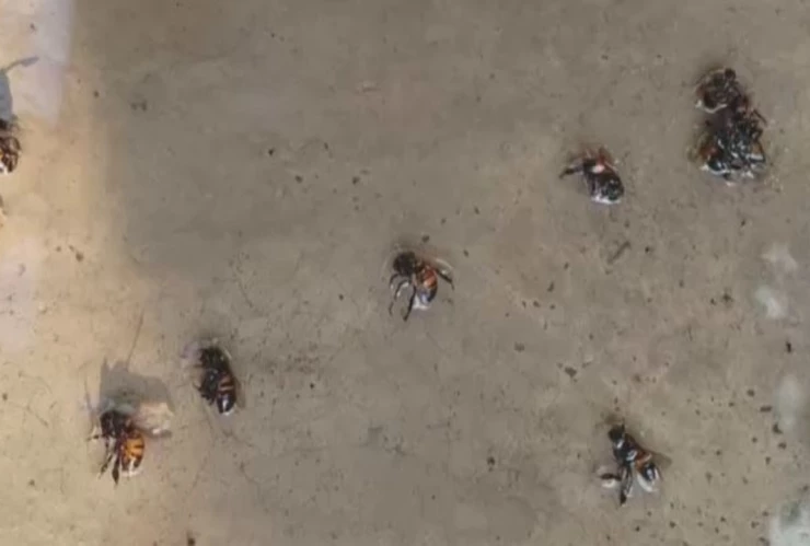 Abejas atacan a familia y matan a 20 animales en Zaragoza Veracruz