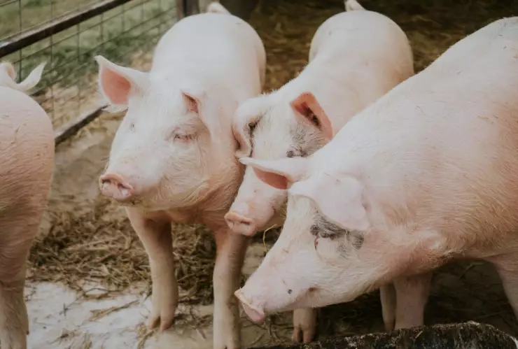 Se extiende una invasión de súper cerdos salvajes resistentes al frío