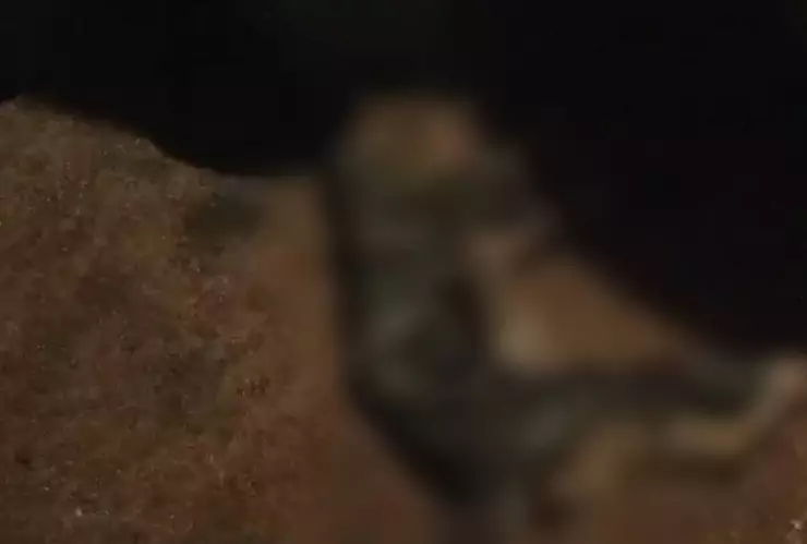 Denuncian ENVENANAMIENTO de gatos y perros en Seyé con tortas de cochinita