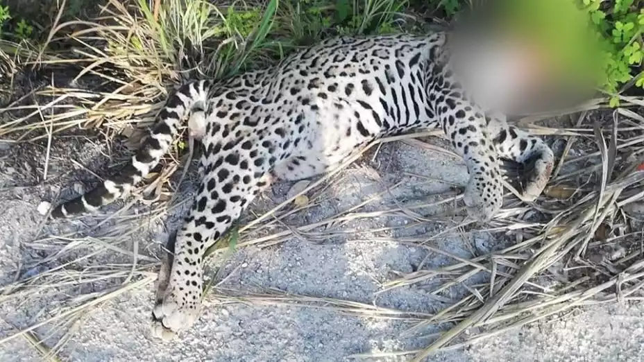 hallan sin vida a un acelote, fue decapitado