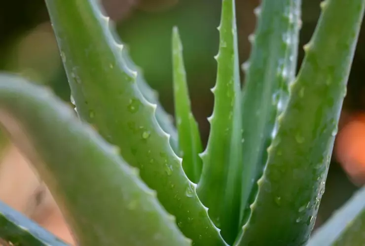¿Cómo se debe cuidar una planta de sábila? Tiene muchos usos