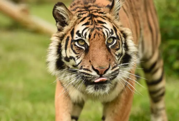 Mujer enfrenta a tigre para defender a su bebé y así resultó.