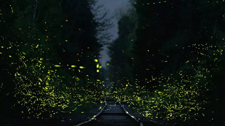 ¡Brillarán en la noche! En estos LUGARES podrás ver el inicio de la temporada de luciérnagas en México; ¿cuándo verlas?