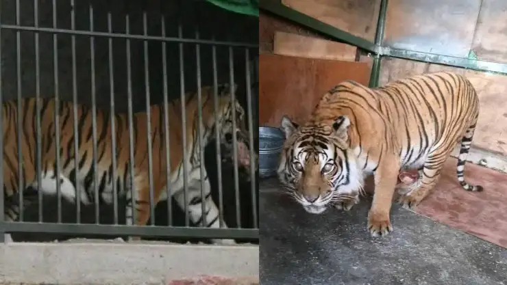 Muere tigre bajo resguardo de la Reserva Animal del río Orizaba; esto se sabe
