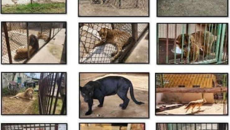 Animales exóticos