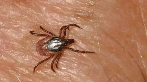 garrapata