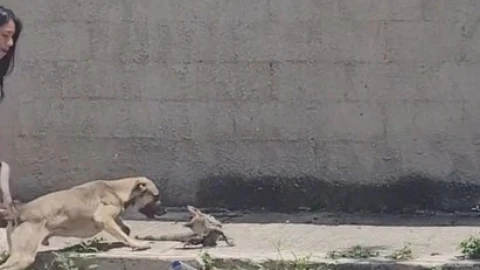 pelea perro tolok