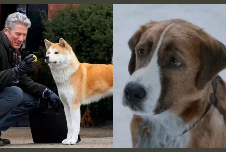 Azteca Siete: Horarios de las películas de perritos 4 de enero 2025