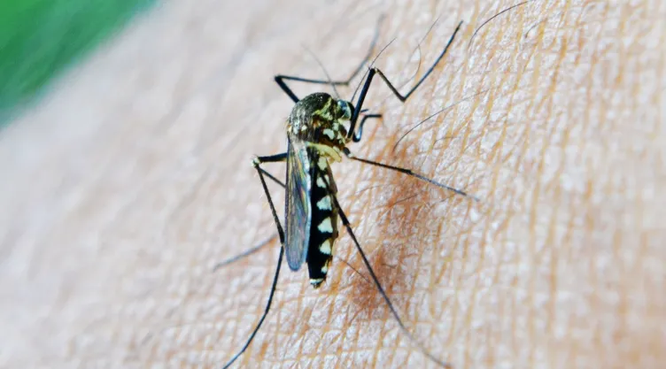 ¿Por qué los mosquitos pican más a unas personas que a otras?