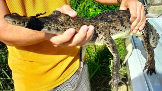 COCODRILO COZUMEL.jpg