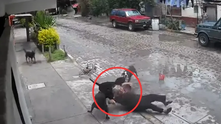 PERROS ATACAN A MUJER