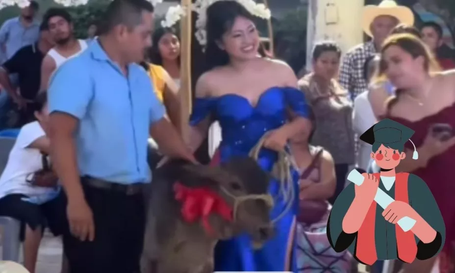 Regalan becerro en graduación