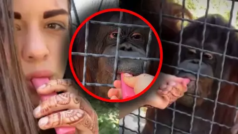 Indignante VIDEO: Boxeadora obliga a un orangután a fumar en Taiwán y pone en peligro su salud