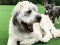 Famosos con un Hachiko en su vida (12).jpg