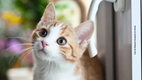 &iquest;Cu&aacute;l es el significado de que un gato aparezca en tu casa?