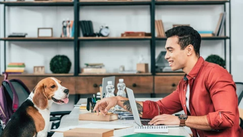 ¿Oficinas pet-friendly? Diputado de Morena propone que empleados lleven mascotas al trabajo