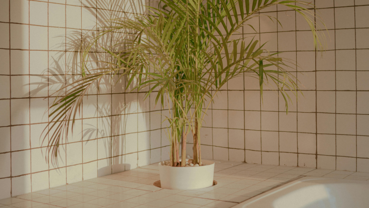 plantas-baño.png