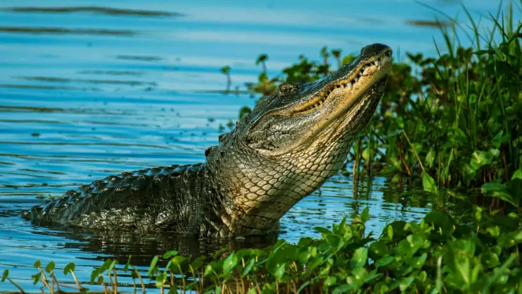¡Perdió la cordura! Madre lanza a su hijo con discapacidad a un río; había cocodrilos