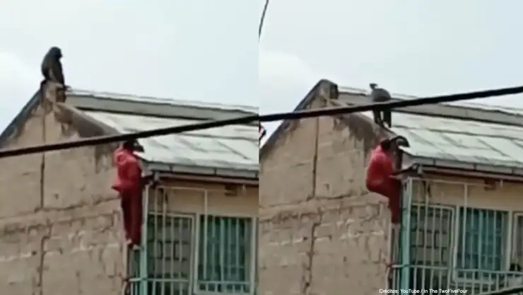 hombre cae edificio mono.jpg