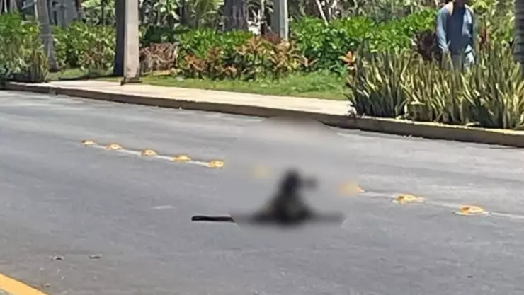 Atropellan a Mono Araña en Playa del Carmen y Pierde la Vida.jpg