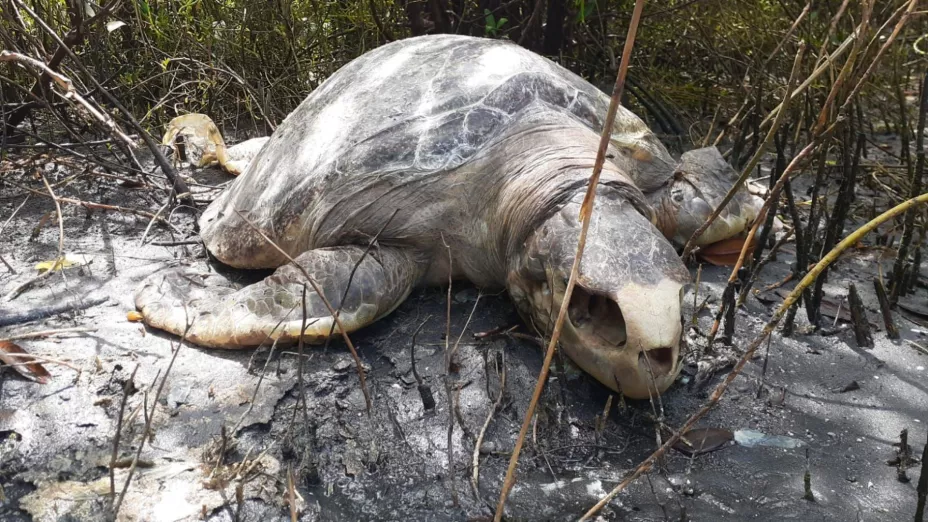 Cementerio de tortugas en Altata