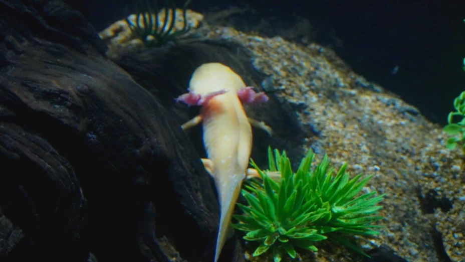 Instituciones zoológicas se vuelven más indispensables que nunca.jpg