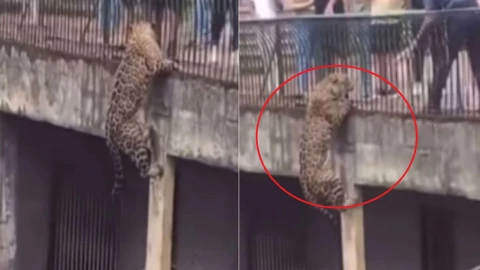 jaguar intenta escapar de su jaula zoológico brasil